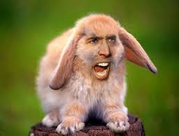 chubbybunny